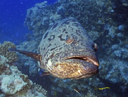 Oh my Cod! by Anne Hupli 